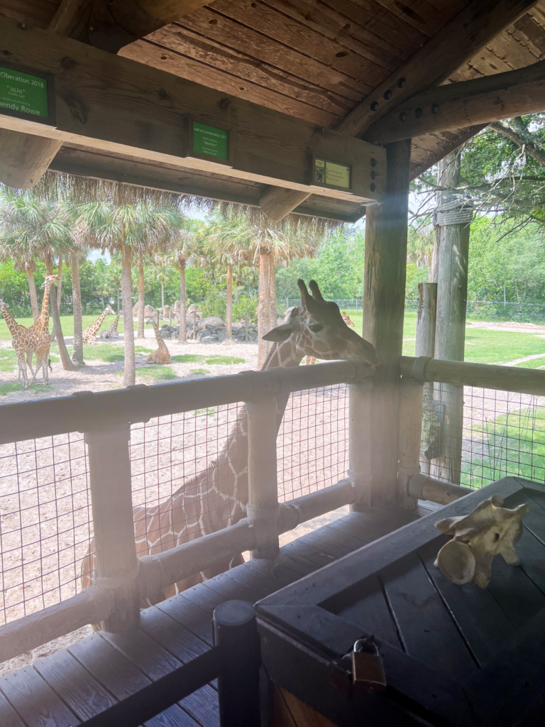 Zoo Trip Packing List You Must See Before Taking A Family Trip To The Zoo